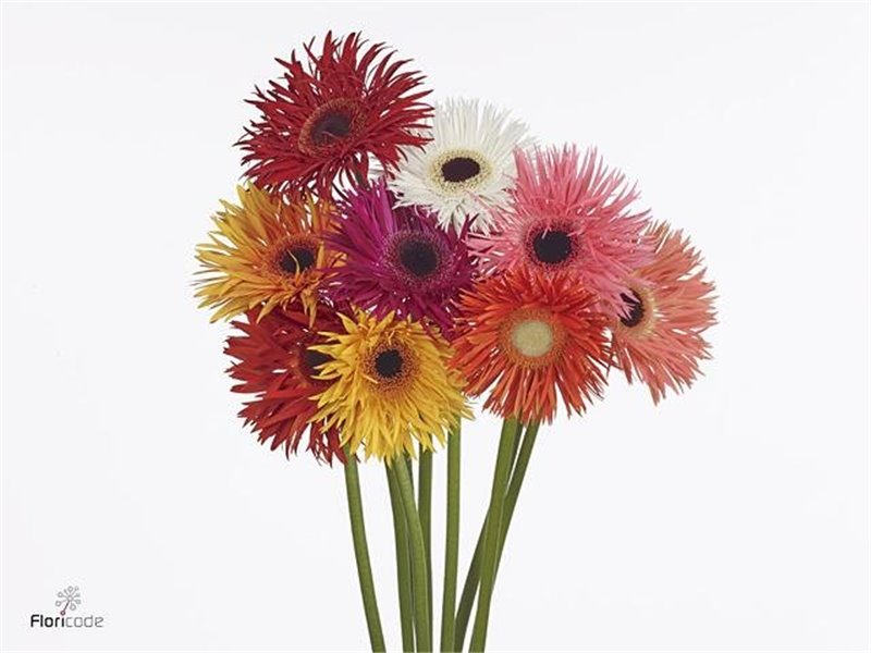 Gerbera * Carlita X50 c1849