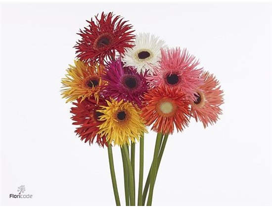 Gerbera * Gr Crazy Mixed x25 (kwerkers Keus) c1850