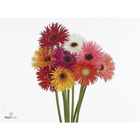 Gerbera * Gr Crazy Mixed x25 (kwerkers Keus) c1850