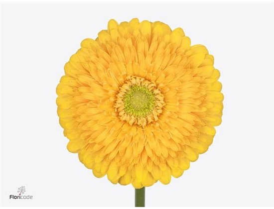Gerbera * Honey Ball X50 c1851
