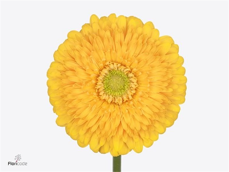 Gerbera * Honey Ball X50 c1851