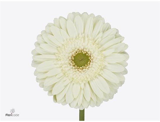 Gerbera * Mint X50 c1853