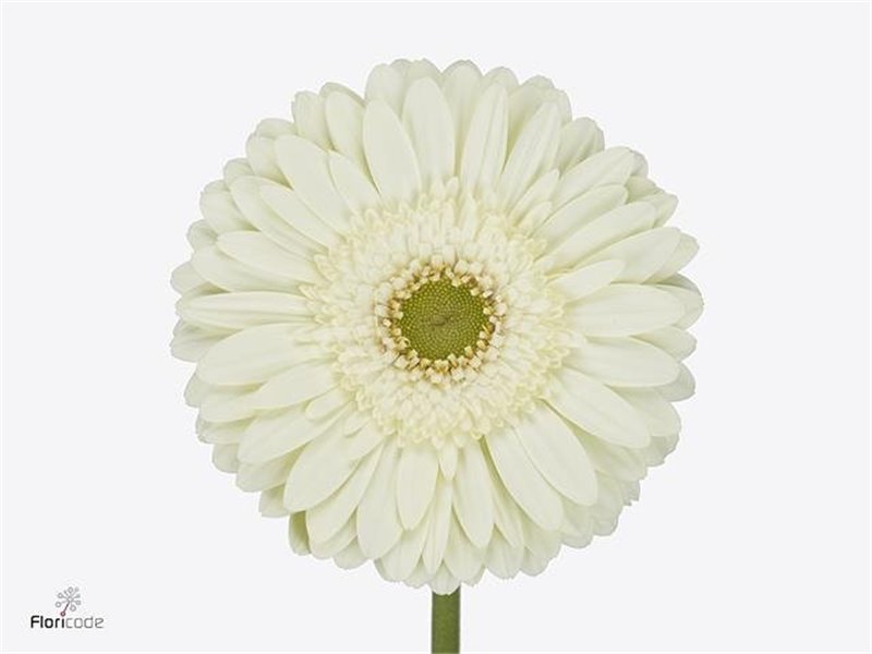 Gerbera * Mint X50 c1853