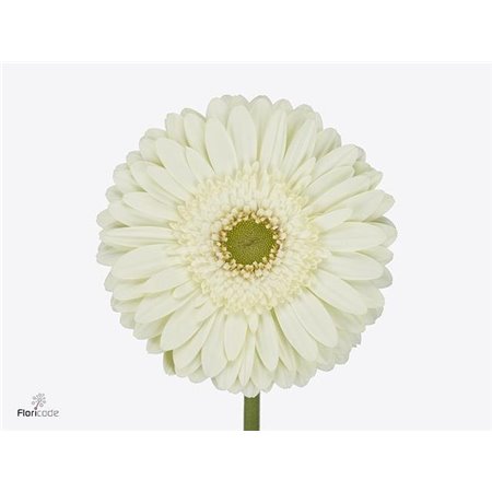 Gerbera * Mint X50 c1853