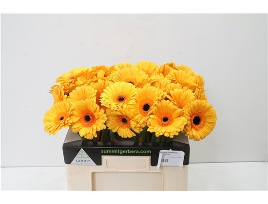 Gerbera * Oaklyn X50 c1854