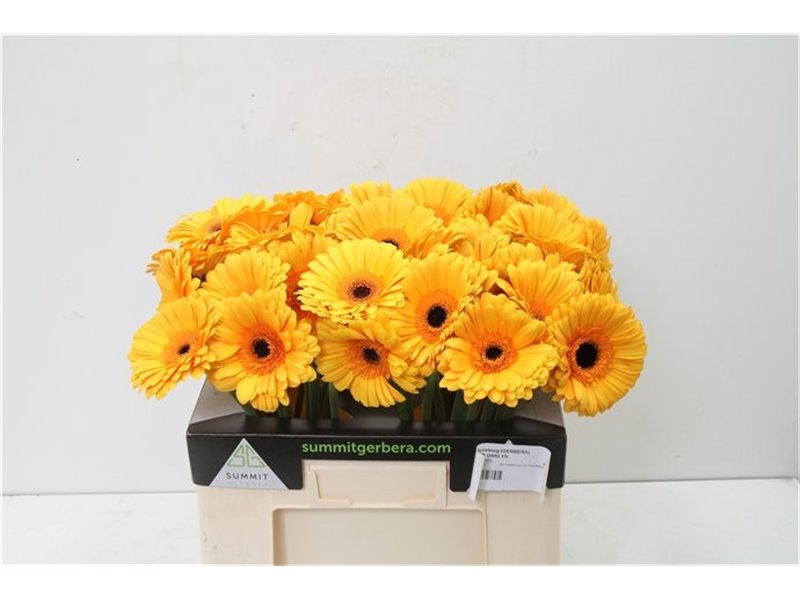 Gerbera * Oaklyn X50 c1854