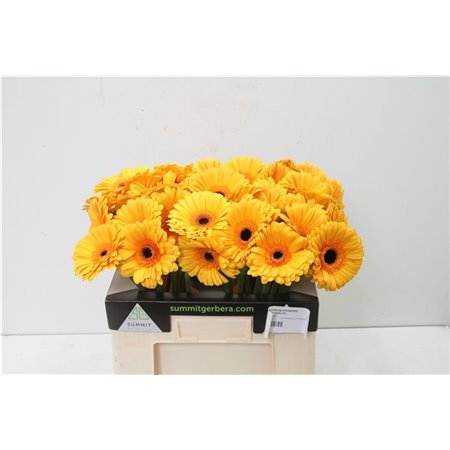 Gerbera * Oaklyn X50 c1854