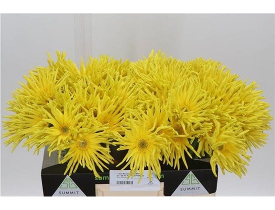 Gerbera * Pasta Zafferan X50 c1855