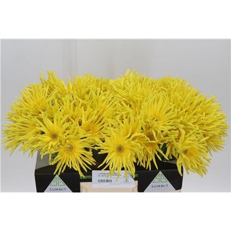 Gerbera * Pasta Zafferan X50 c1855