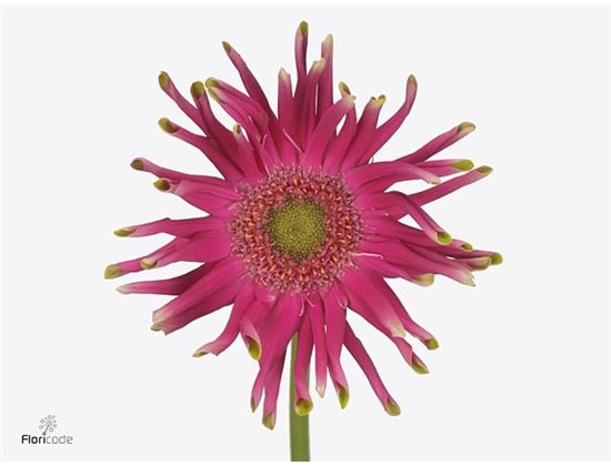 Gerbera * Pastini Milazzo x20 c1856