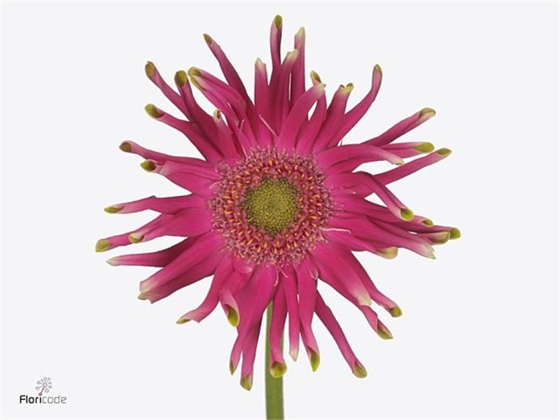 Gerbera * Pastini Milazzo x20 c1856