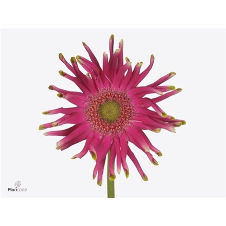 Gerbera * Pastini Milazzo x20 c1856