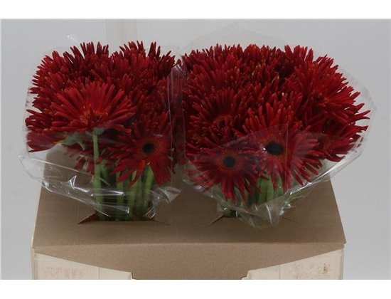 Gerbera * Pastini Soiree x25 c1857