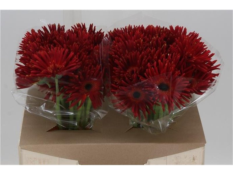 Gerbera * Pastini Soiree x25 c1857