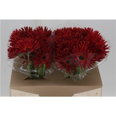Gerbera * Pastini Soiree x25 c1857