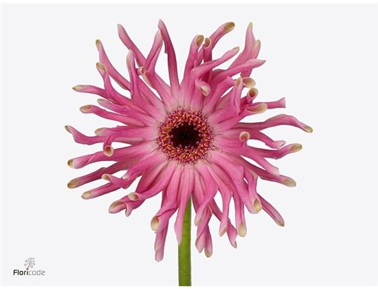 Gerbera * Pastini Vittoria x20 c1858