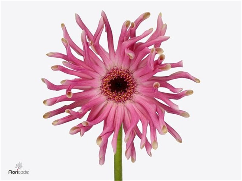Gerbera * Pastini Vittoria x20 c1858