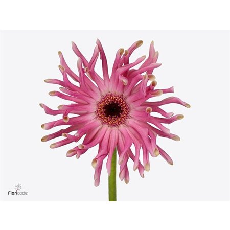 Gerbera * Pastini Vittoria x20 c1858
