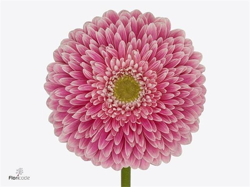 Gerbera * Pom Power Ball x20 c1859
