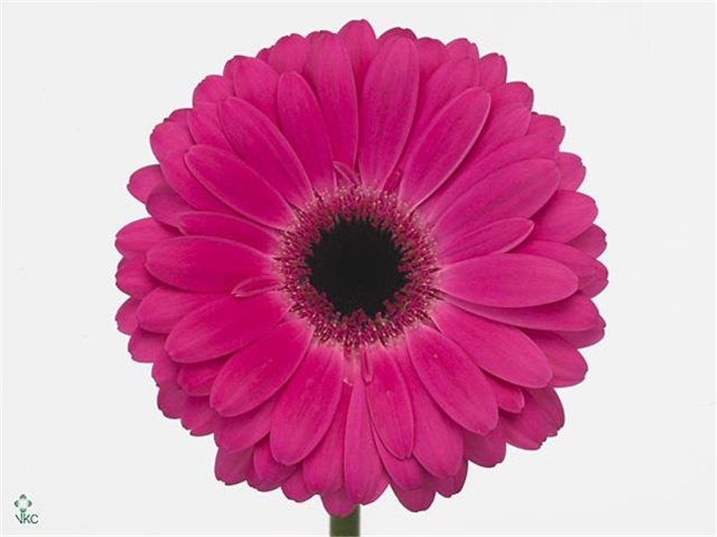 Gerbera * Pom Power Ball x20 c1860