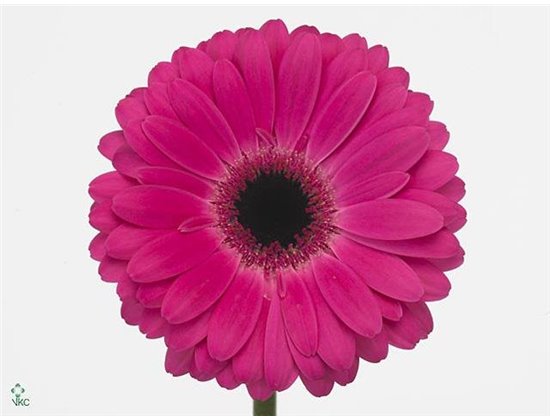 Gerbera * Rich X10 c1861