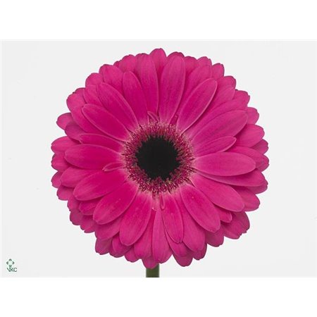 Gerbera * Rich X10 c1861