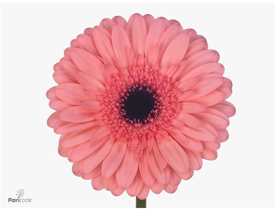 Gerbera * Rich X10 c1862