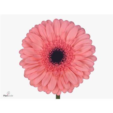 Gerbera * Rich X10 c1862