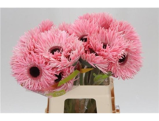 Gerbera * Sp Abu x20 c1863