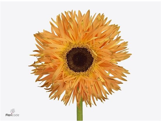Gerbera * Sp Bambu X50 c1864