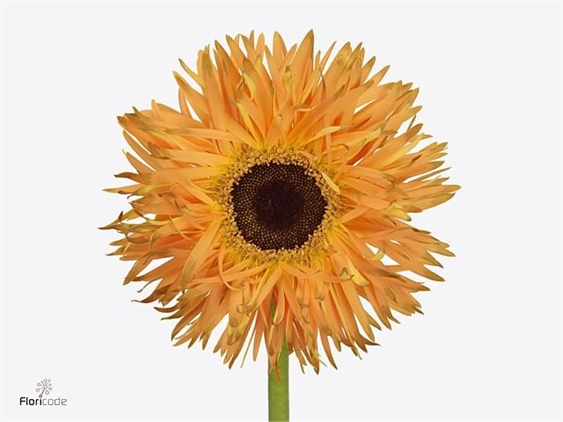 Gerbera * Sp Bambu X50 c1864