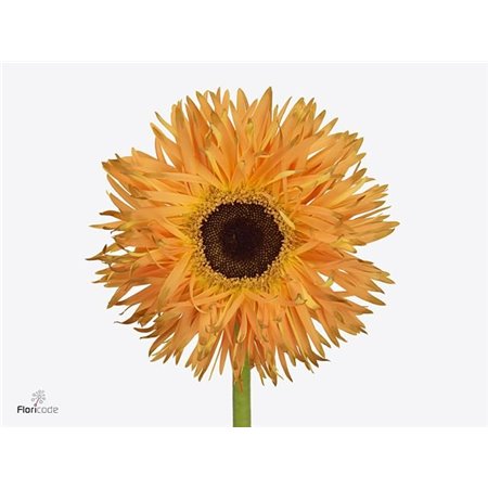 Gerbera * Sp Bambu X50 c1864