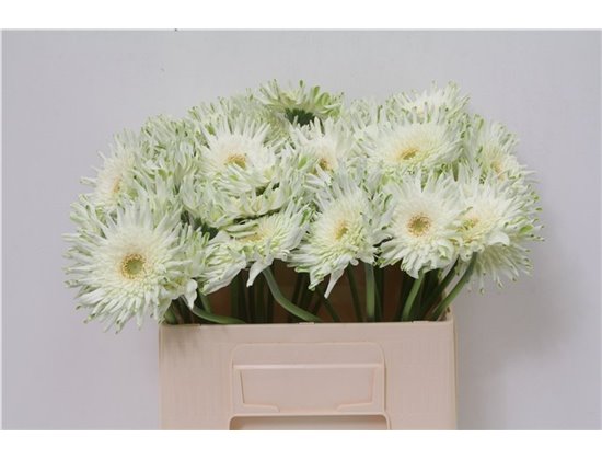 Gerbera * Sp Bambu X50 c1865
