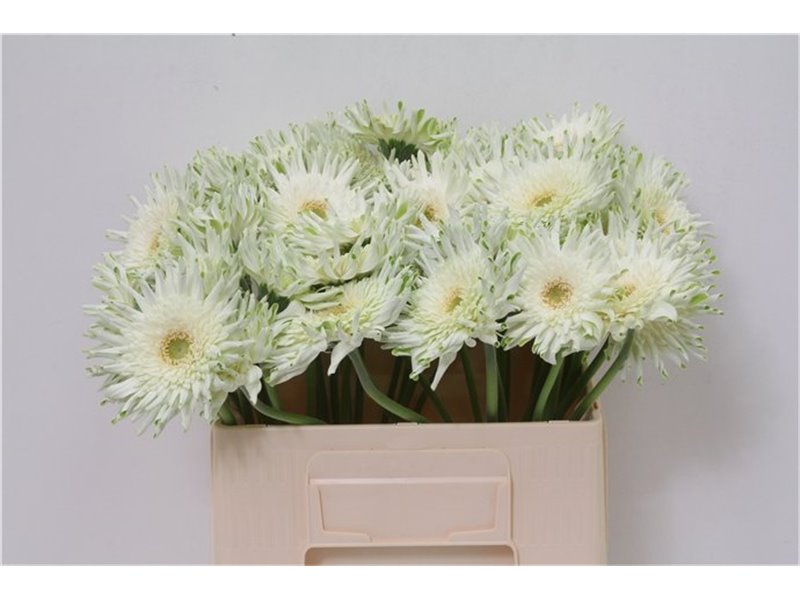 Gerbera * Sp Bambu X50 c1865