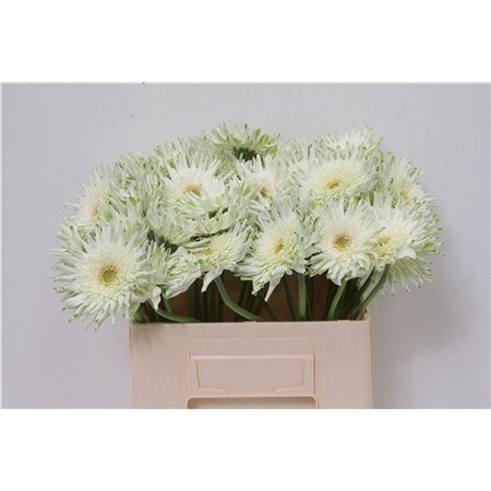 Gerbera * Sp Bambu X50 c1865