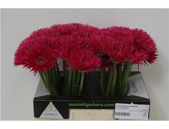 Gerbera * Sp Kaa X50 c1866