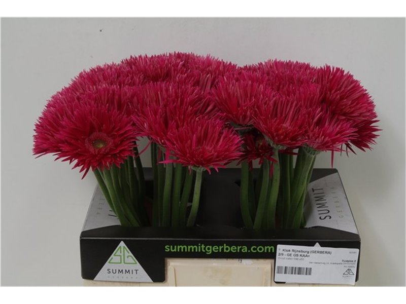Gerbera * Sp Kaa X50 c1866