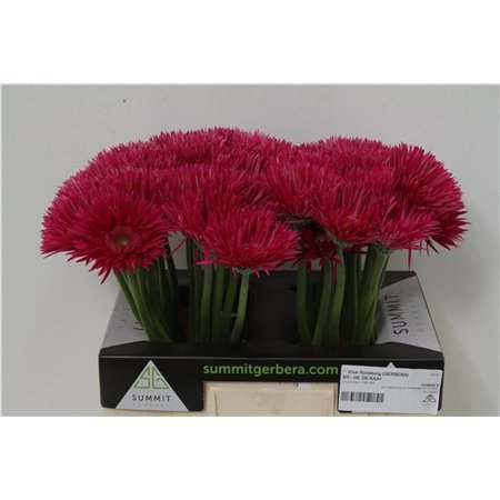 Gerbera * Sp Kaa X50 c1866