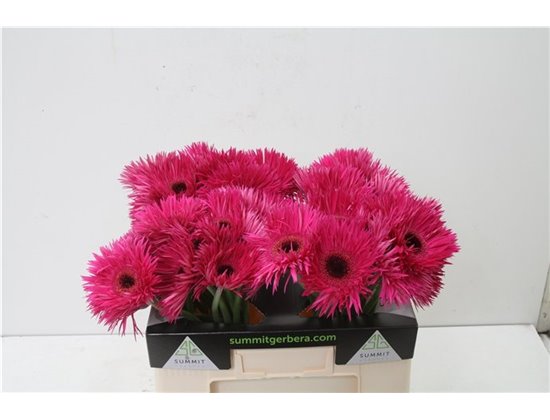 Gerbera * Sp Nola X50 c1867
