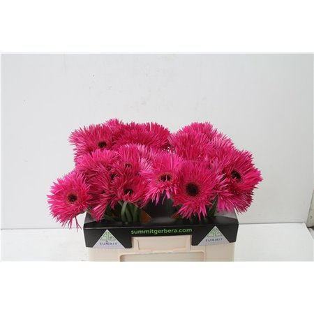 Gerbera * Sp Nola X50 c1867