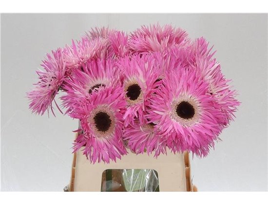 Gerbera * Sp Stitch x20 c1869