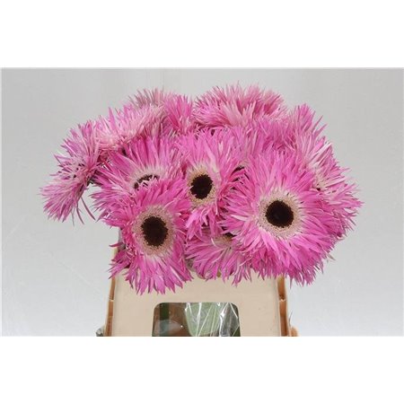 Gerbera * Sp Stitch x20 c1869