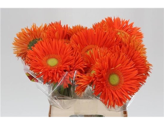 Gerbera * Sp Yari x20 c1870