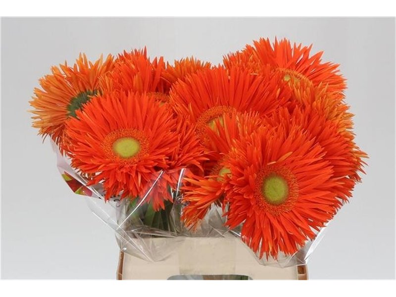 Gerbera * Sp Yari x20 c1870