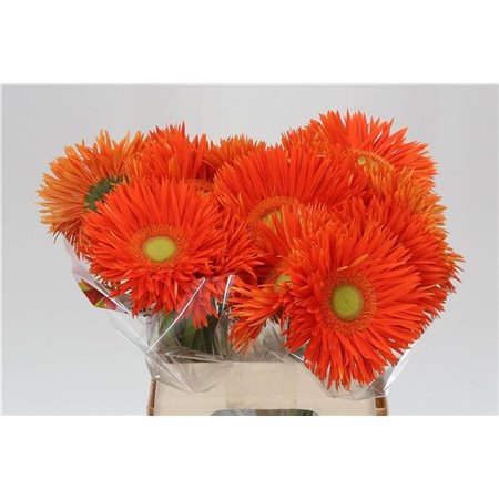 Gerbera * Sp Yari x20 c1870