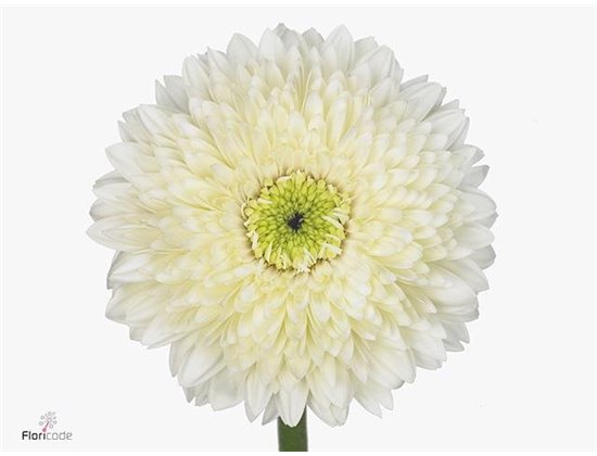 Gerbera * Terra Moon Kick x20 c1871