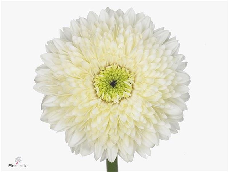 Gerbera * Terra Moon Kick x20 c1871
