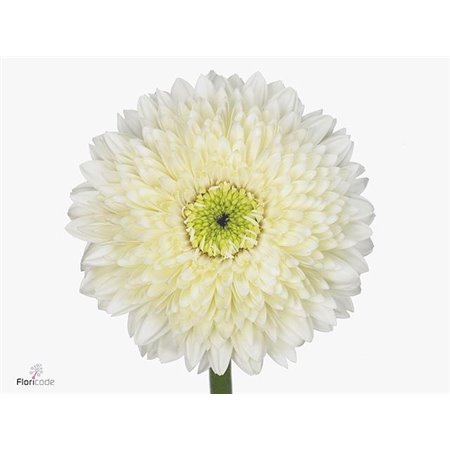 Gerbera * Terra Moon Kick x20 c1871