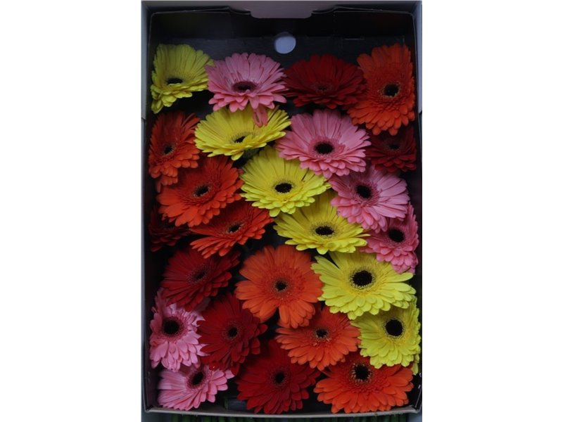 Gerbera Diagonal Mixed Box c1872