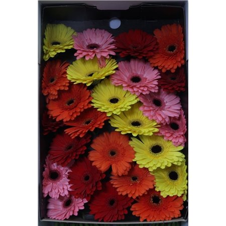 Gerbera Diagonal Mixed Box c1872